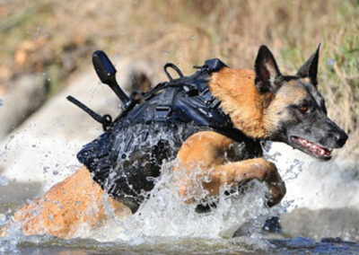 belgian-malinois