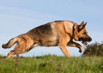 german-shepherd-ap-eaw3rk-645-x-380